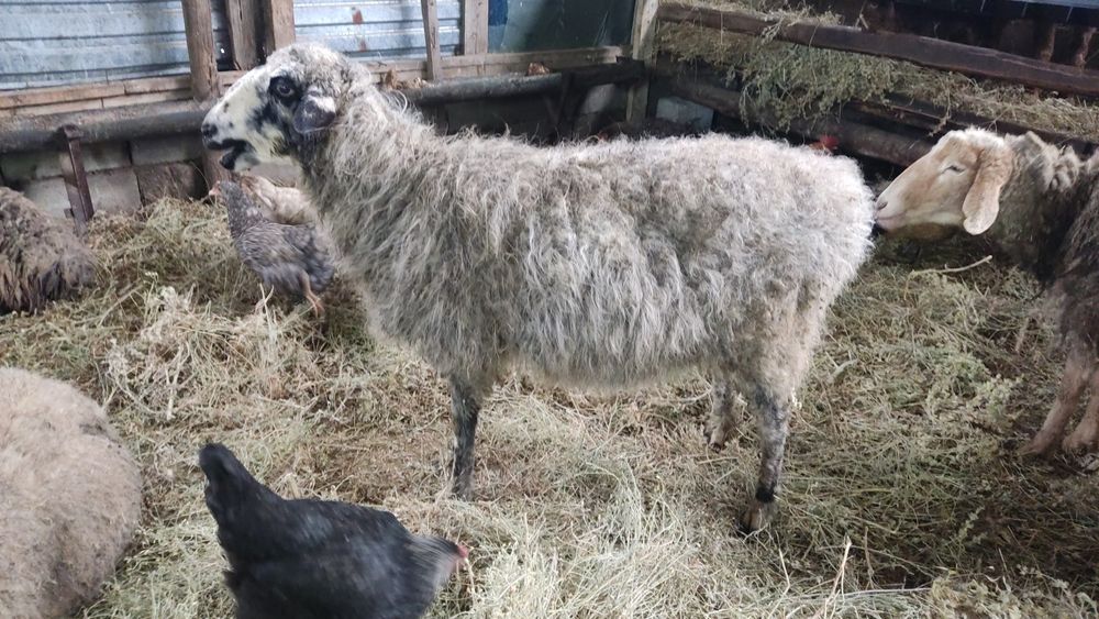 Продам овец матки