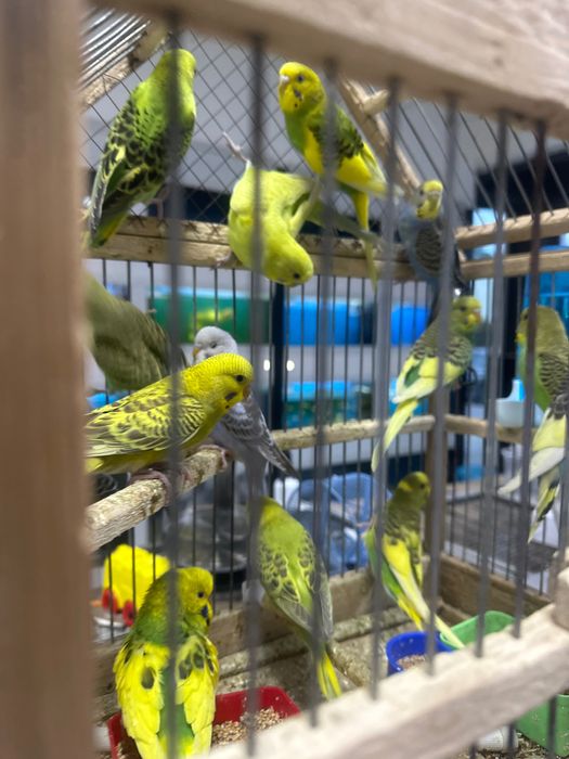 Волнистые попугаи