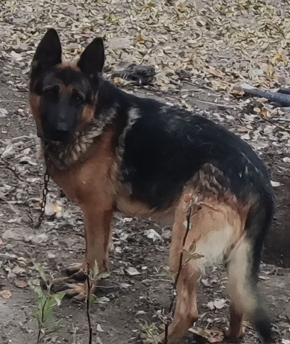 На вязку немецкая овчарка