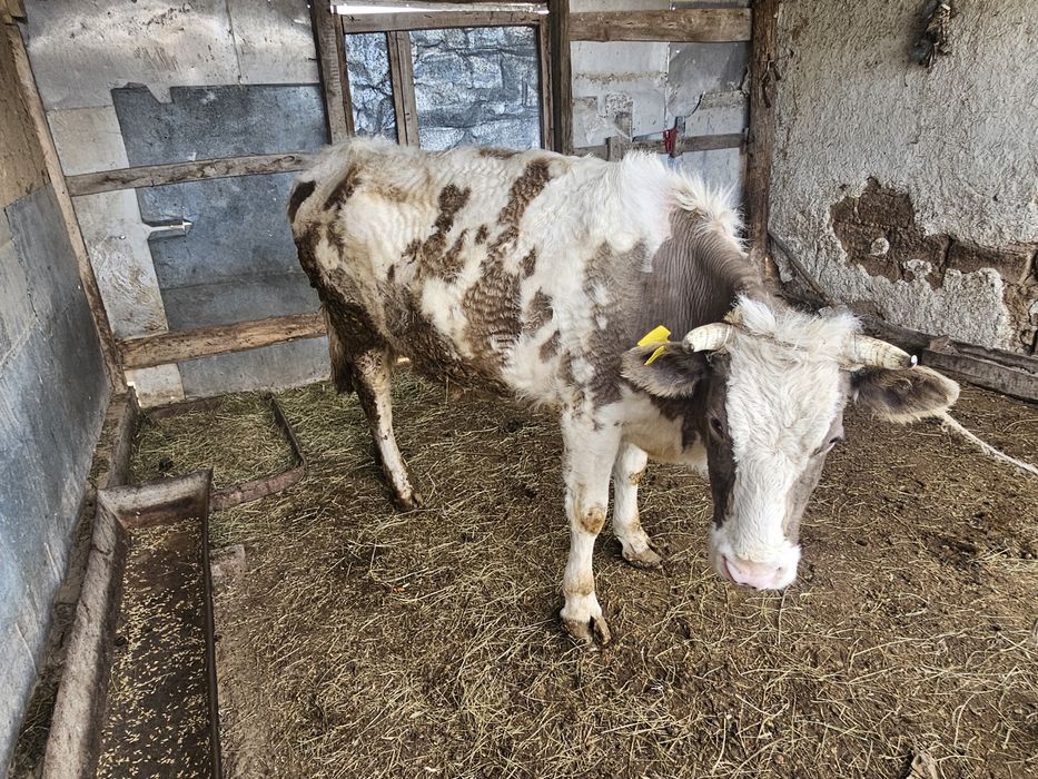 Корова молочный 5лет