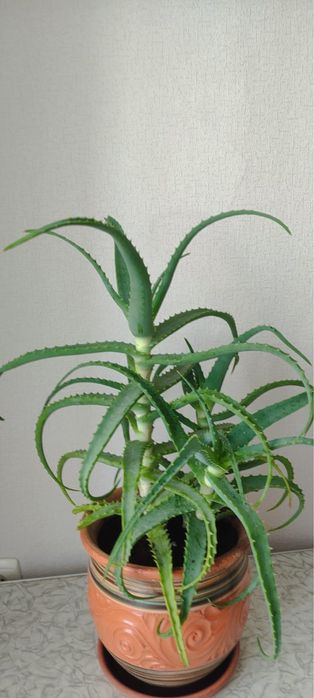 Продам цветы домашние