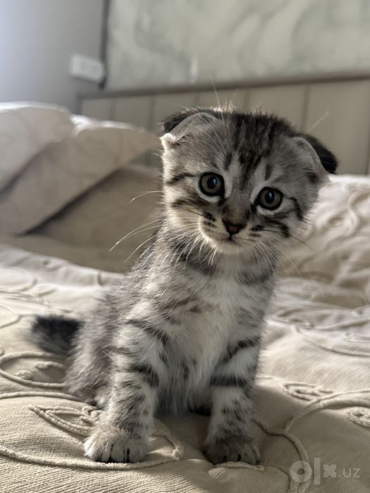 продаются котята