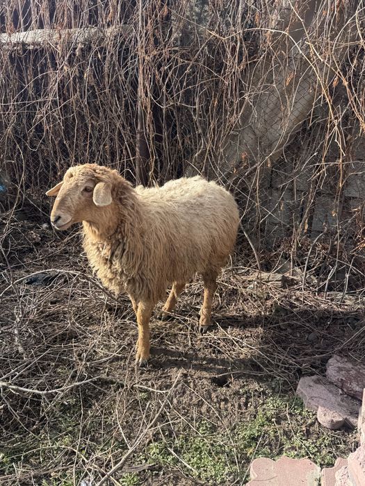 тоқтылар сатылады