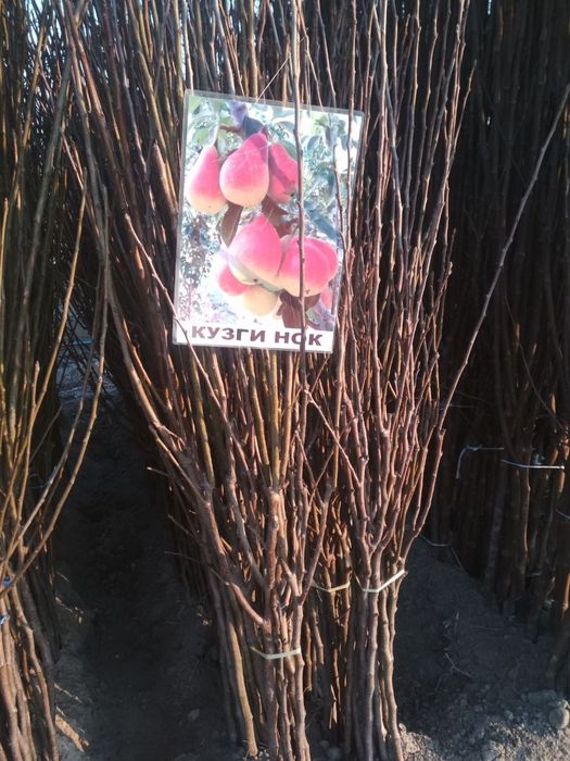 Мевали кучатлар оптом. Mevali ko'chatlar bor.