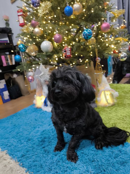 Передержка Вашего любимца, как дома!