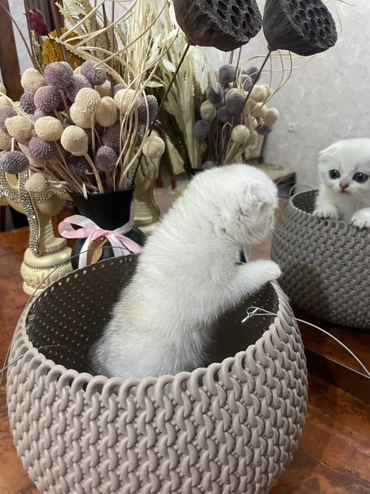 Шикарные котята Серебристые и Табби Шиншиллы