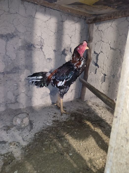 Продам бойцовых кур