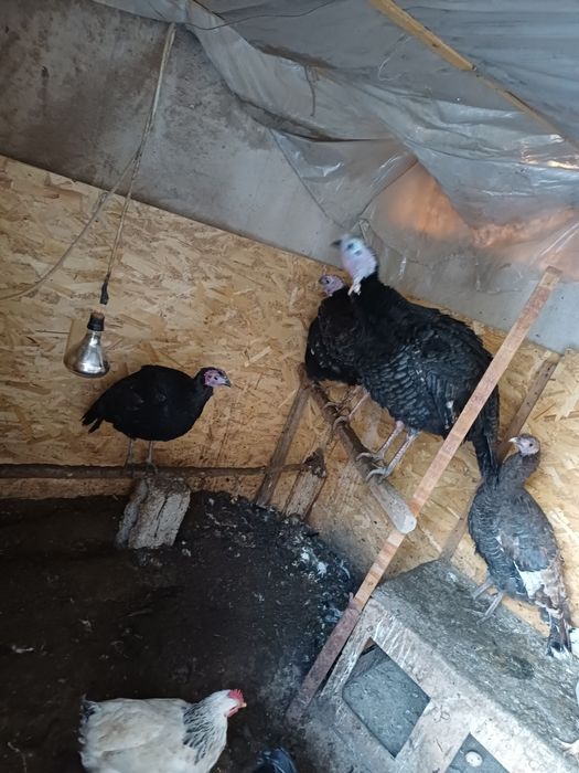 Ундіктер сатылады