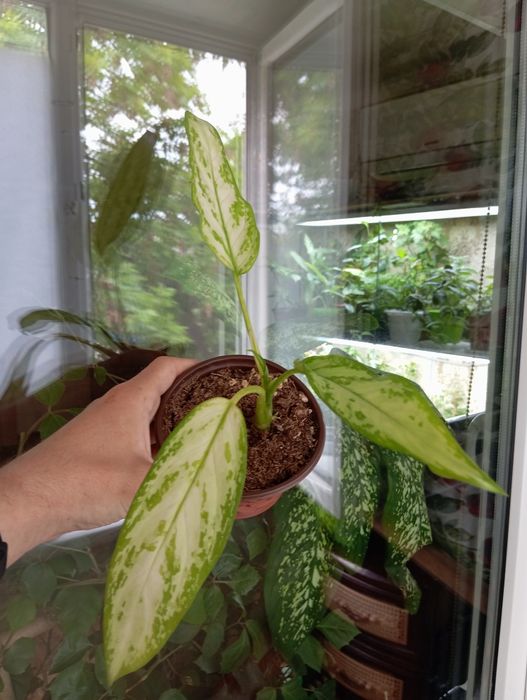 Комнатные  цветы