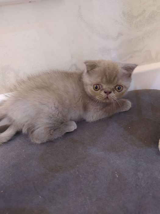 Продаются домашние котята