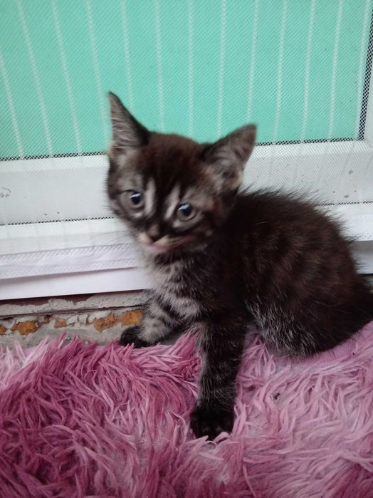 Котенок мальчик ищет дом.
