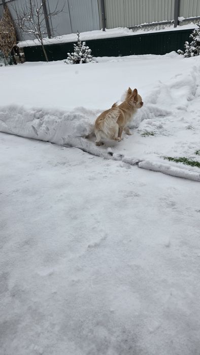 Продам щинка Чихуахуа