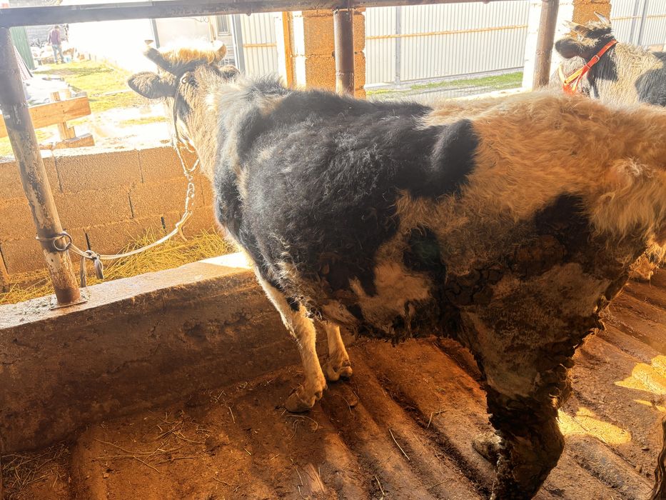 Сиыр бузауен кунажын екыншы тума