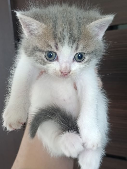 Отдам котят бесплатно.