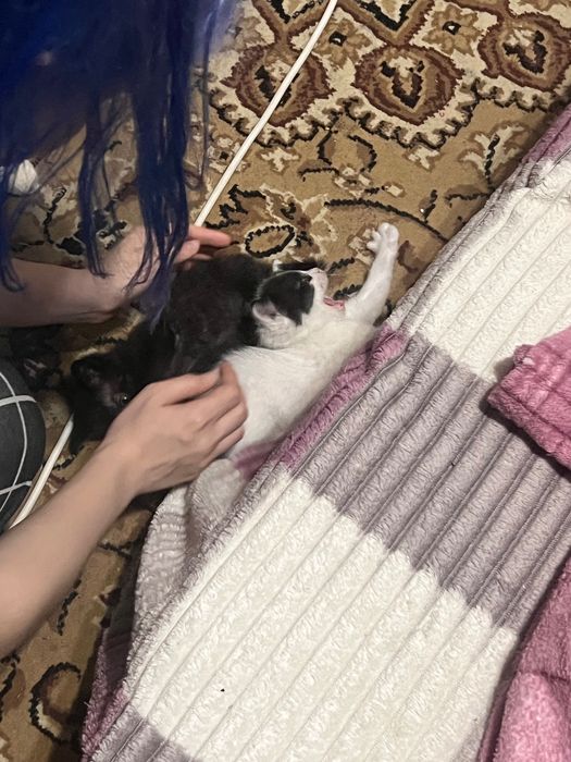 Котята полтора месяца