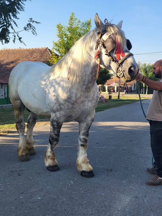 Vând sau schimb harmasar de 8 ani 173 la greben 800 greutate