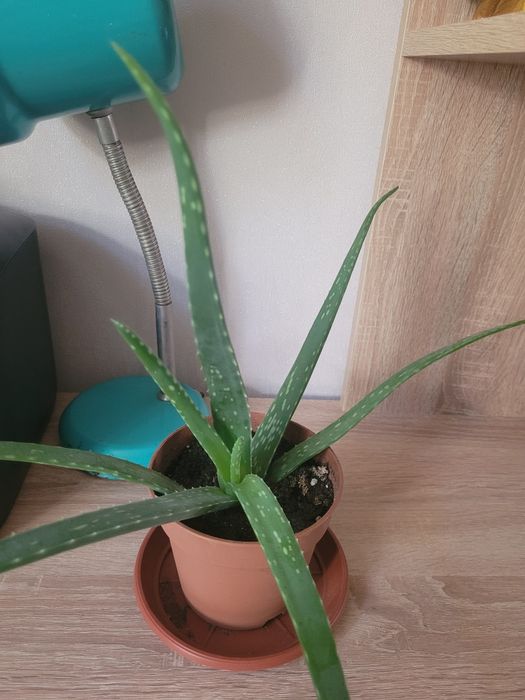 Алоэ лечебное 3-х летний