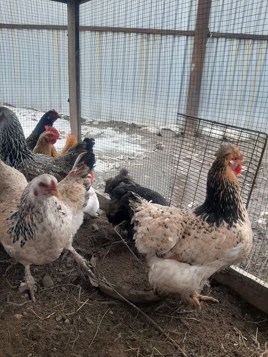 Продам куры домашний
