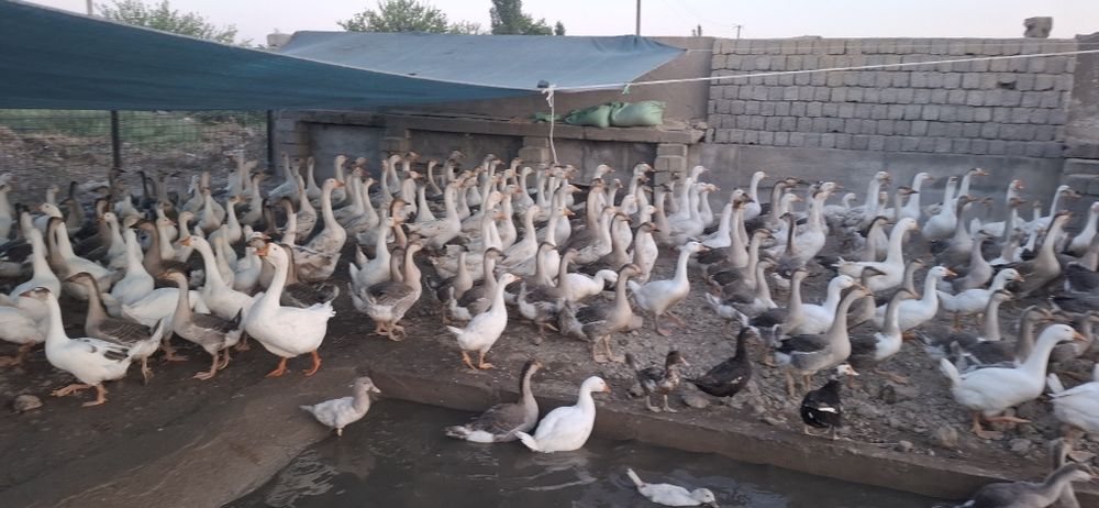 Gõzlar sotiladi , Продаются гуси