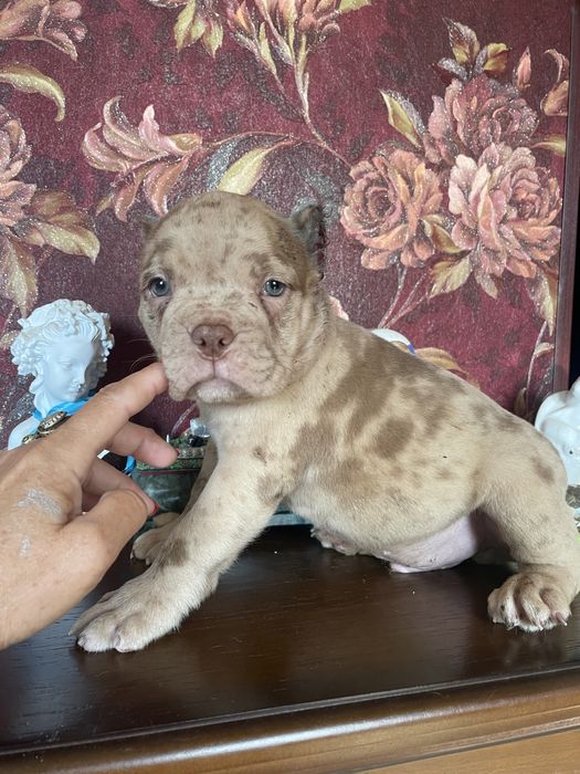 Американский булли щенки