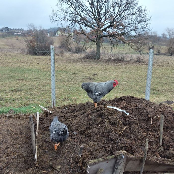 Vînd cocoș playmondh rok barat