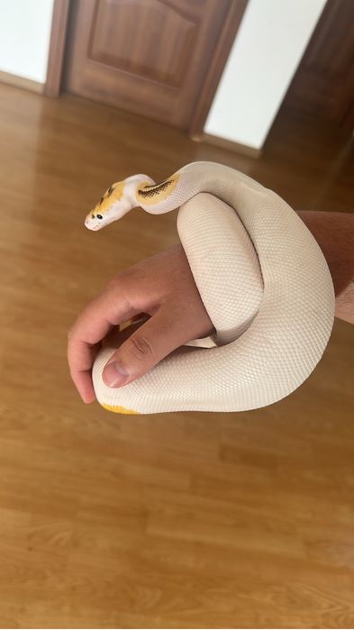 Piton regal - Ball Python