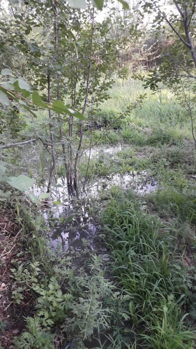 САЖЕНЦЫ. Көшеттер.