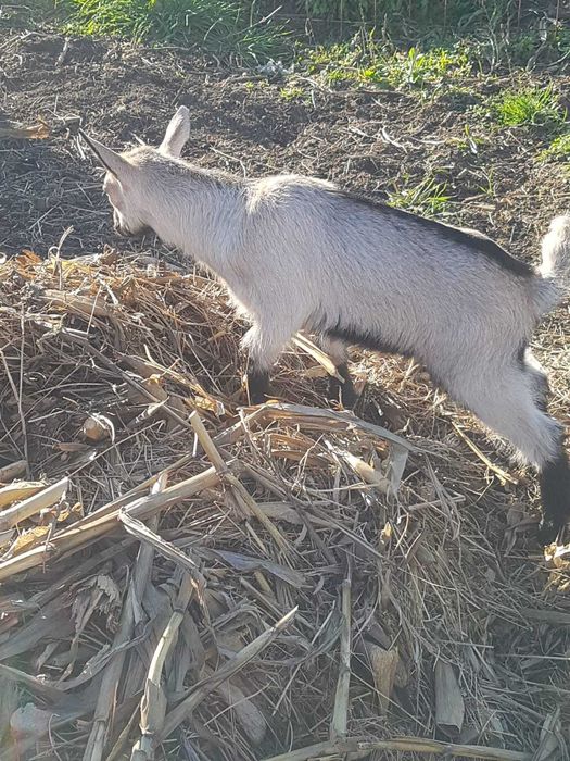 vand 2 țapi mascul  alpina francez