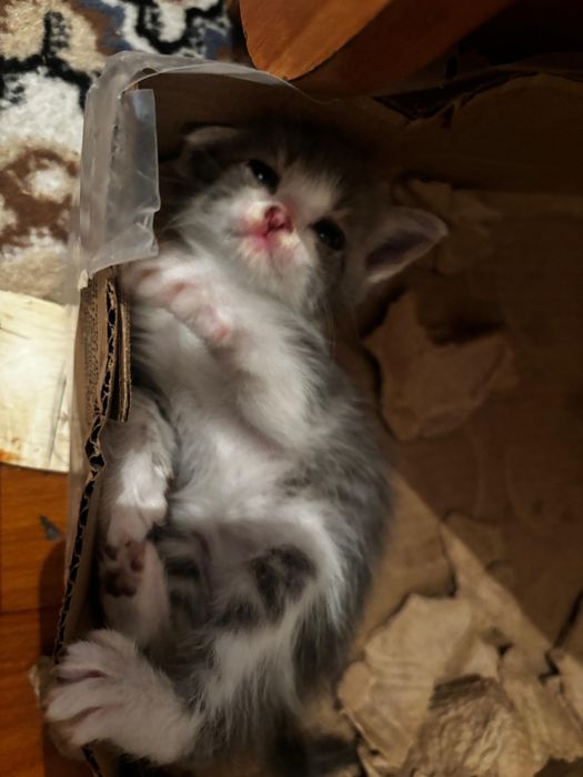 Красивые умные котята .мама вислоухая мейнкун