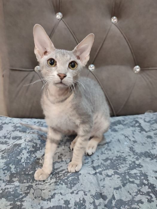 Сфинкс Питерболд