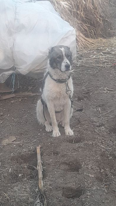 Алабай сотилади  8 ойлик еркак тоза зотли