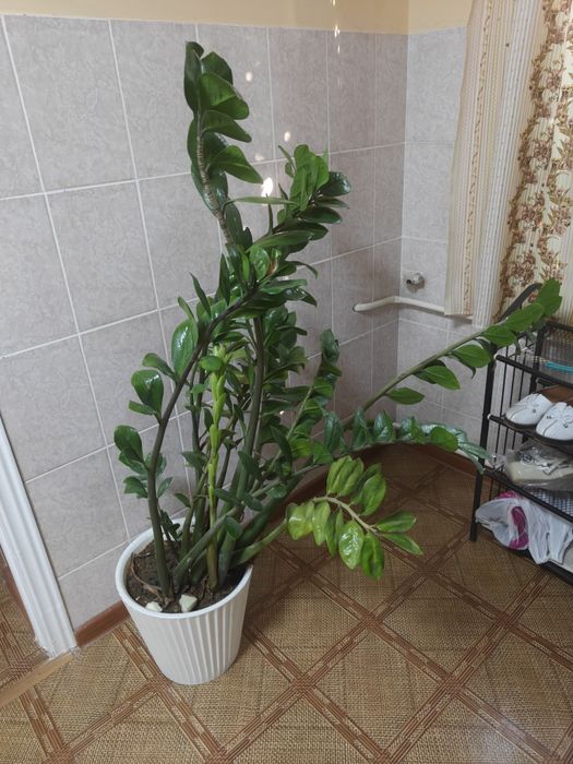 Продается долларовое дерево