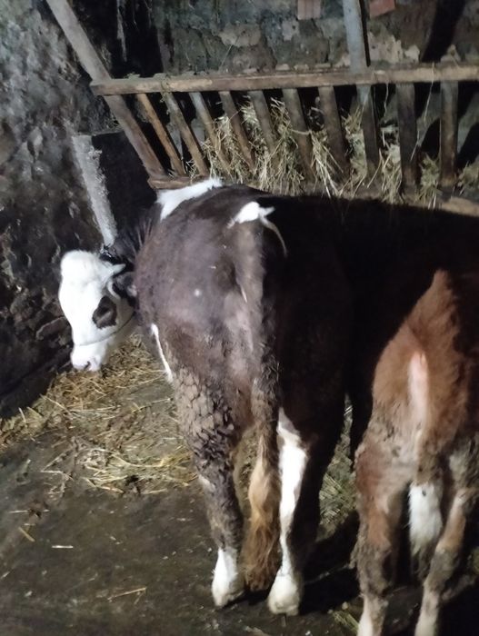 Vițel și vițea de