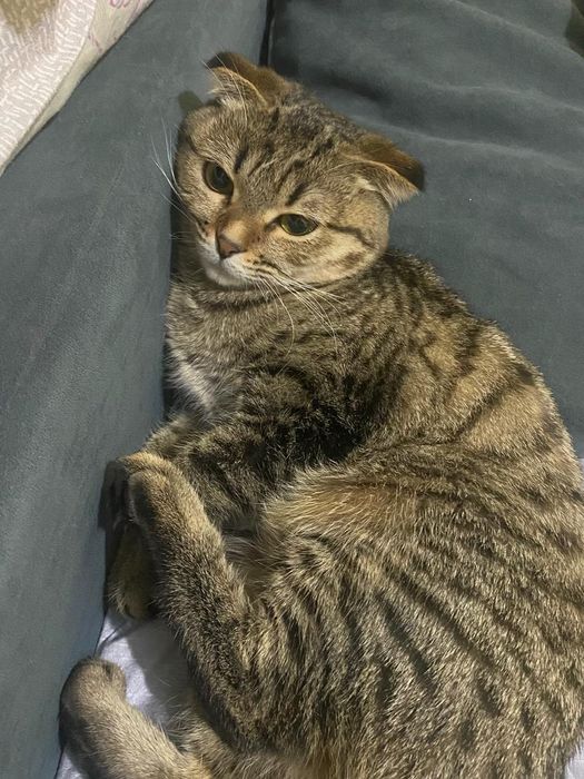 Продается кошка шотландская