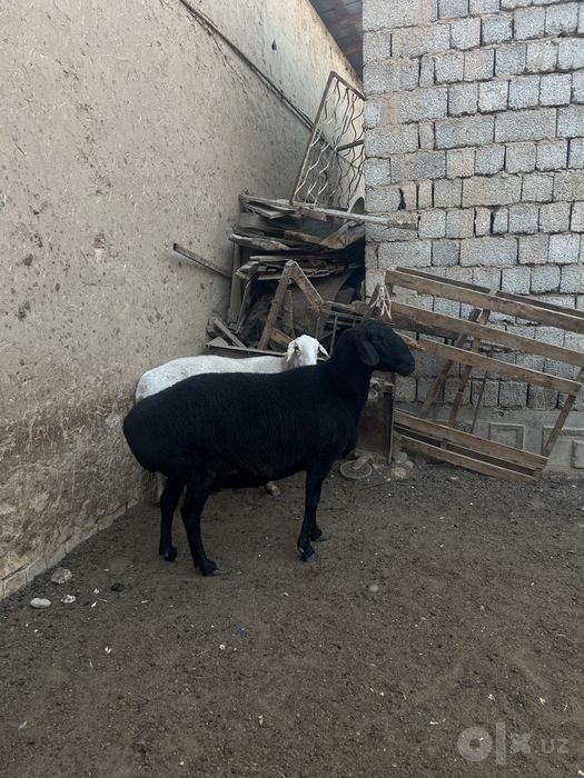 Qoy sotiladi yeb ichshlar zor