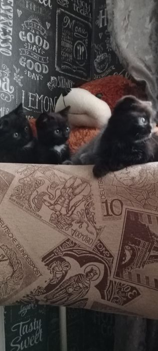Сибирский котята