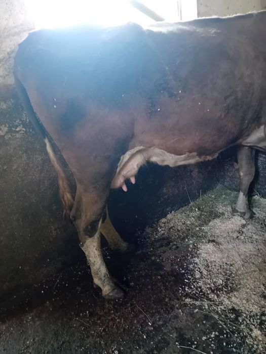 Vand vaca cu vitel