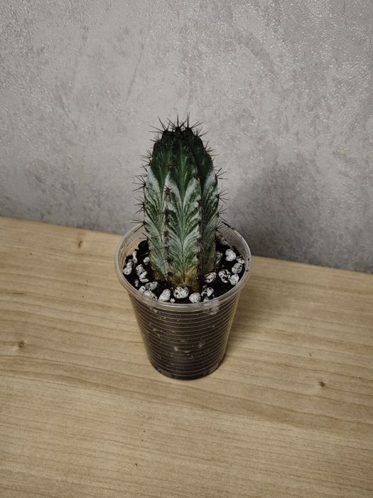 Кактус полаския чичипе