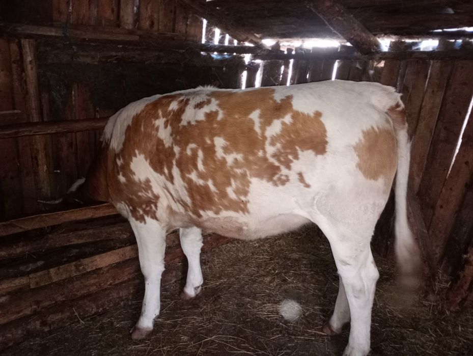 Vând Juninca Bălțata Românească