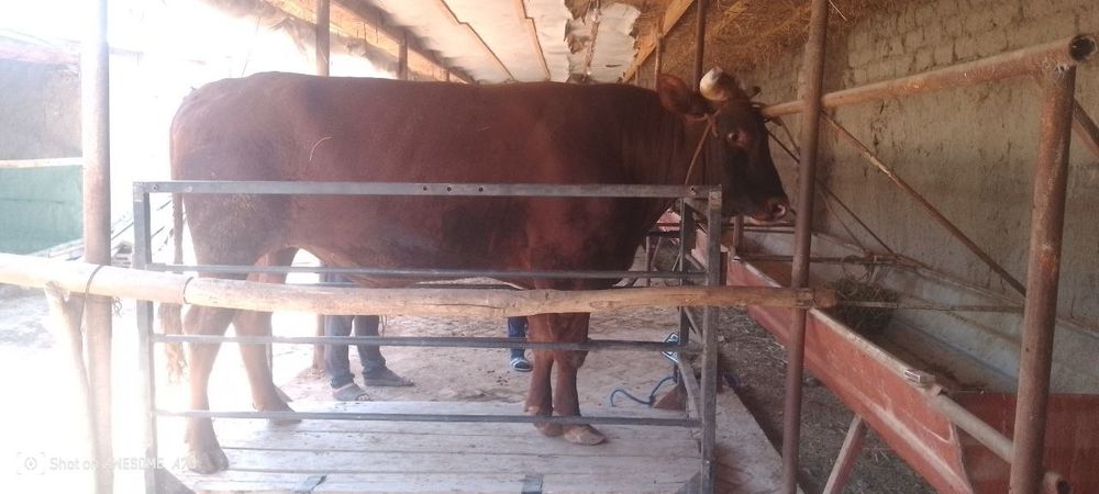 Mol o'lchash xizmati, Tarozi 2 tonnalik, Tarozi, mol , qoʻy