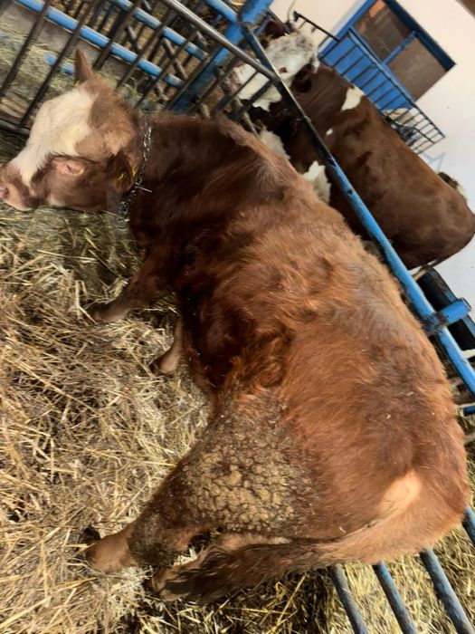 Vand vitel de 6 luni