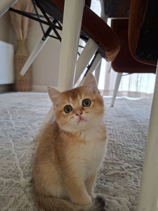 Zolotaya shinshilla britan ny11,ny12,sotiladi.