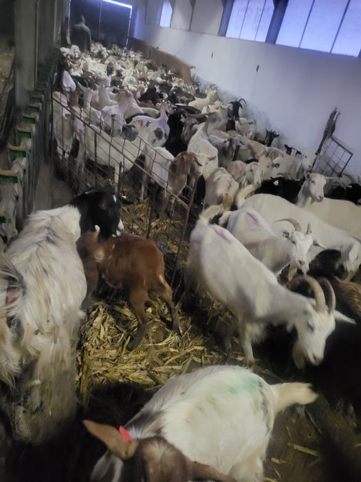 Vînd turmă de capre sau schimb cu oi