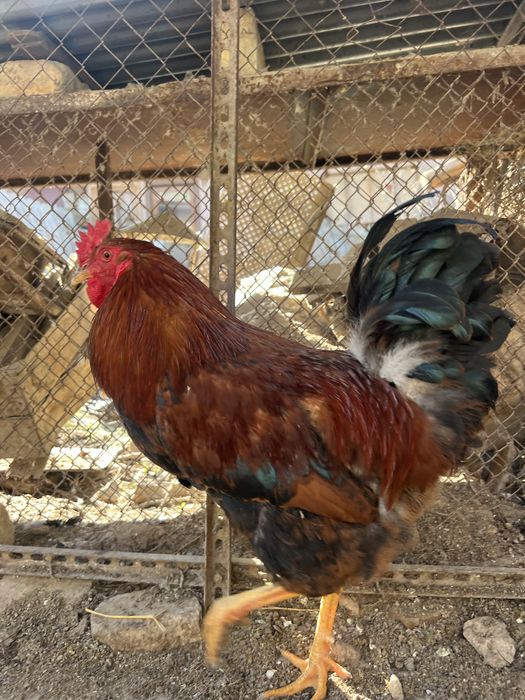 Петухи 17 штук.