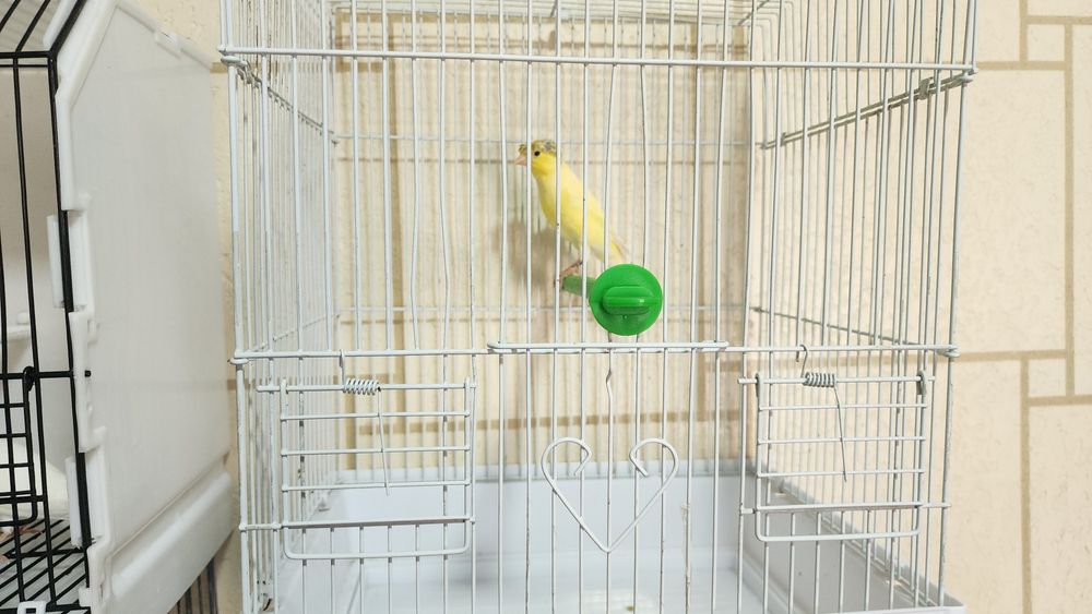 Канарейка сотилади