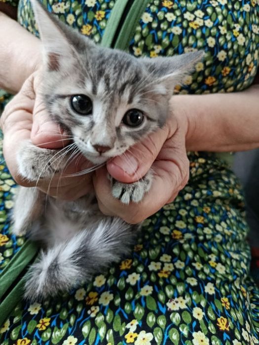 Домашние котята чистые.