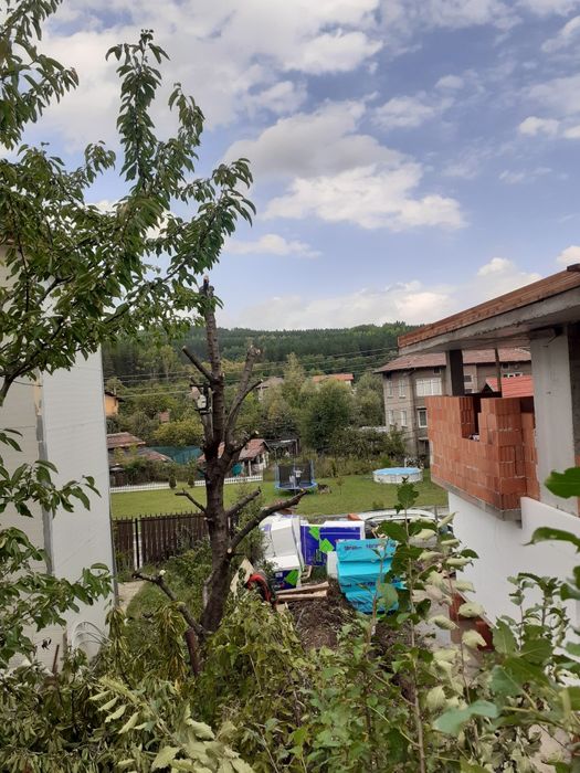 Рязане на опасни дървета