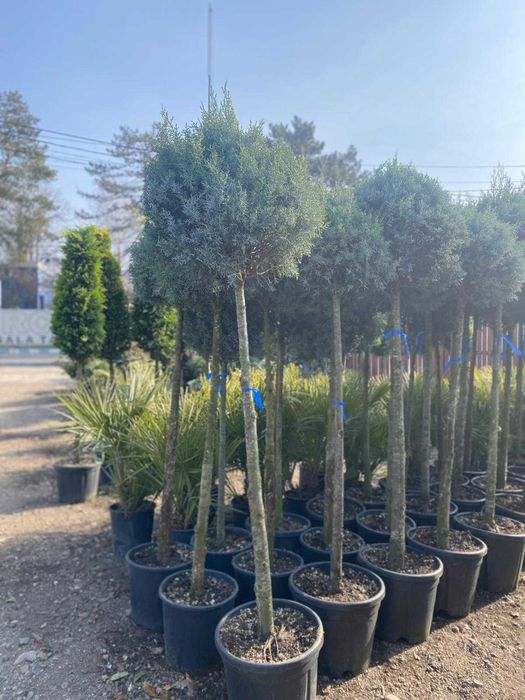 Plante Decorative Premium – Aspect Dens și Servicii Profesionale