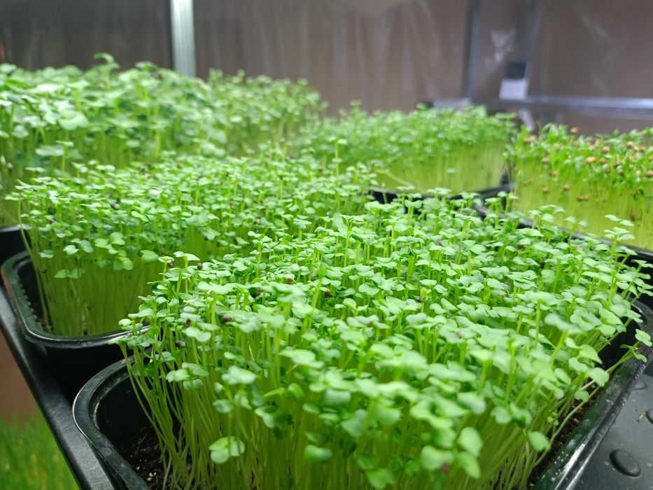 Микрозелень в боксах