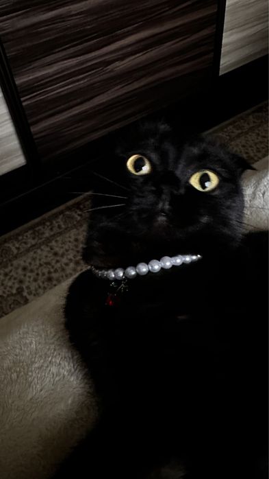 Кошка Шотландская вислоухая